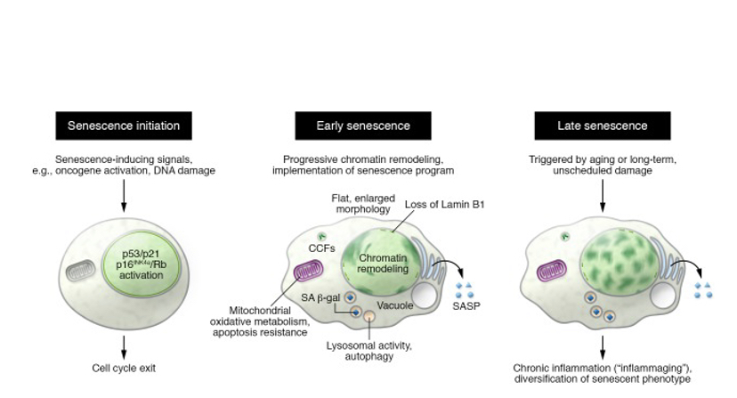 Senescence cells lifecycles 